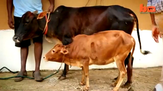shortest cow-k...